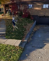 A dog jumping in the air over some leaves.