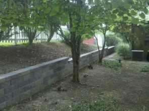 A tree is in the middle of a garden.